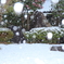 初雪(^^)/