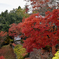 郡上八幡　紅葉