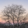 夕陽のグラデーションと雪の積もった木