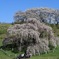 福島県　三春の滝桜