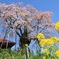 福島県　滝桜の近くの不動桜