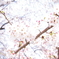 春らしく