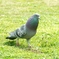こんな日は鳩も地面を散歩