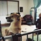 dog-2