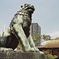 dog-3