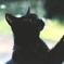 cat-2