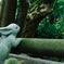 rabit-1