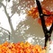 影紅葉