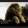 LionKing