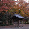 渋く魅せる寺院の紅葉
