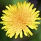 tanpopo