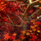 水面に紅葉