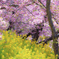 河津桜と菜の花