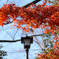 紅葉と街頭