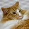 私の愛猫　アスラン王子