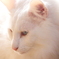 私の愛猫　キラ王子