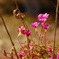 庭の花