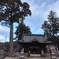 六所神社の大杉