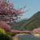 河津川桜並木
