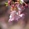 河津桜
