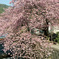 河津桜　東の関脇