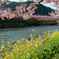 河津川桜並木