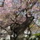 河津桜原木