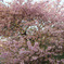 河津桜　東の横綱