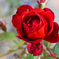 薔薇