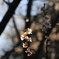 浅草寺 十月桜
