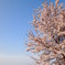 峠の桜