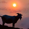 夕陽に立つ山羊