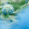 水色の紫陽花