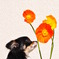 花とチワワ