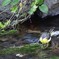 happy yellow bird