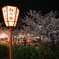 円山公園(京都)