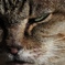 野良猫