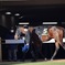 中山競馬場 パドック