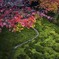 紅葉と苔