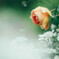 濡れる薔薇