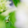 花中のカエル