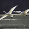白鳥Photoにチャレンジ3/7