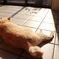 猫の日向ぼっこ