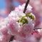 八重桜