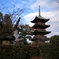 上野東照宮　ぼたん苑７