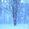 ブナの森に降る雪