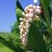 Alpinia flower (月桃の花)