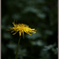 Dandelion #1