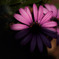 Purple Shade