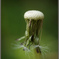 Dandelion #2